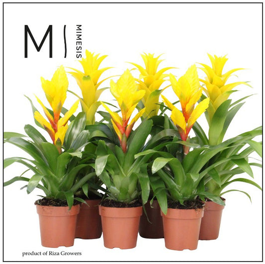 Bromelia Yellow mix 45cm 12cm Pot