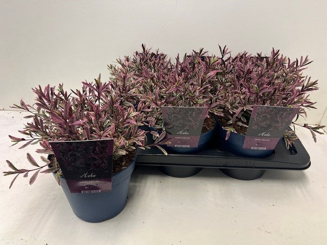 Hebe Sweet Dreams 25cm 17cm Pot
