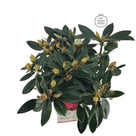 Rhododendron yakushimanum mix 45cm 21cm Pot