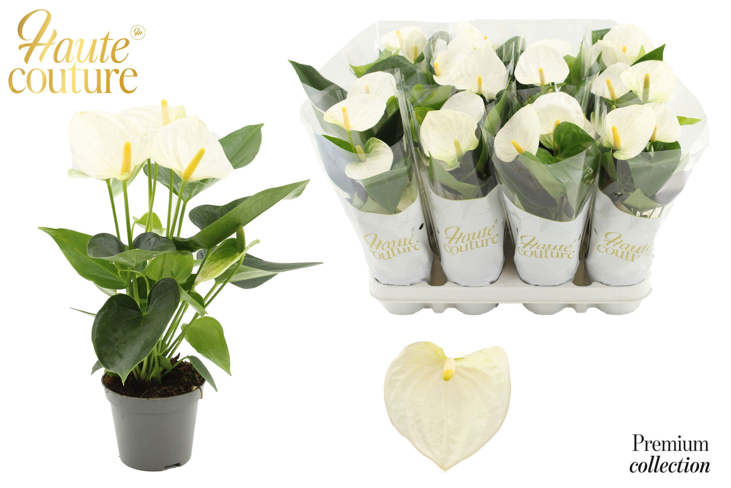 Anthurium Cocos in Christmas sleeve 29cm 9cm Pot