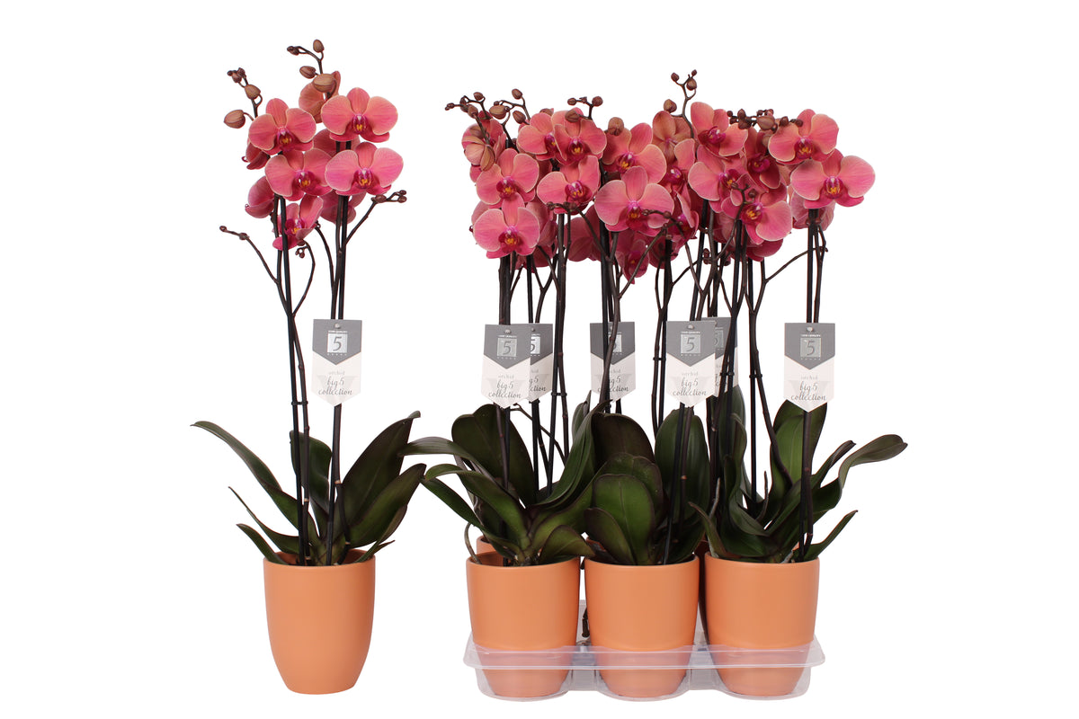 Phalaenopsis Narbonne 60cm 12cm Pot