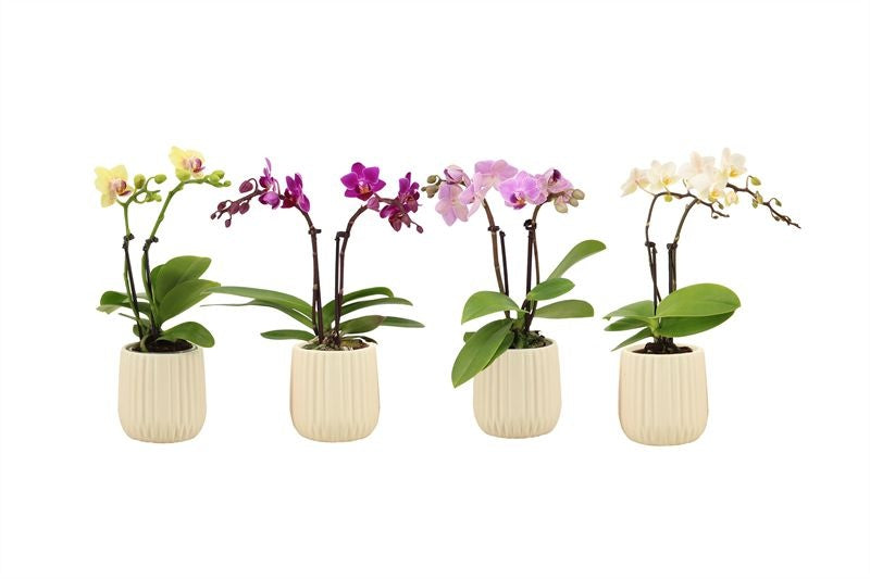 Phalaenopsis hybrid 17cm 6cm Pot