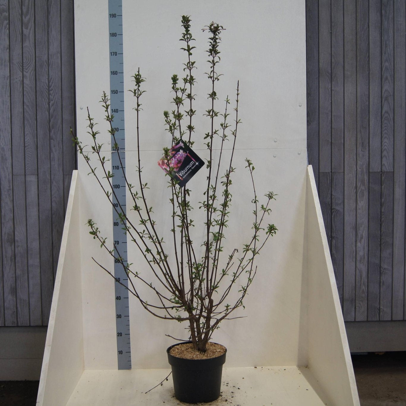 Viburnum Dawn 120cm 28cm Pot