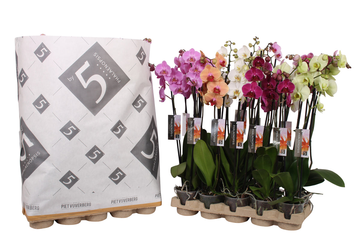 Phalaenopsis mix 70cm 12cm Pot