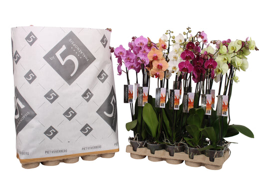 Phalaenopsis mix 70cm 12cm Pot