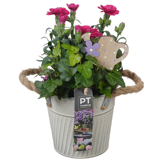 Outdoor arrangement 24cm 13cm Pot