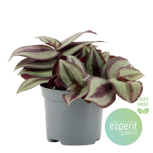 Tradescantia zebrina 15cm Special Pot (508)