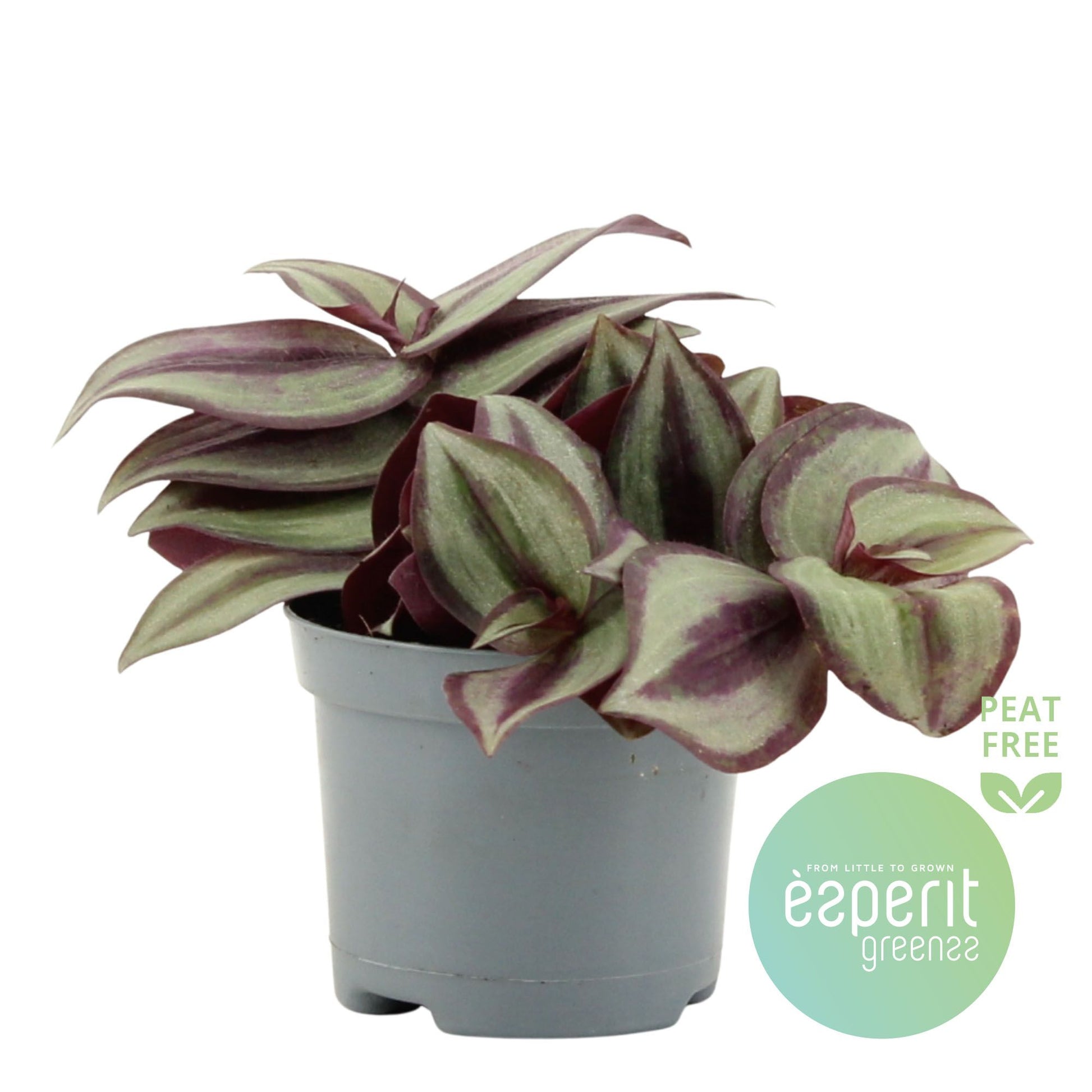 Tradescantia zebrina 15cm 8.5cm Pot