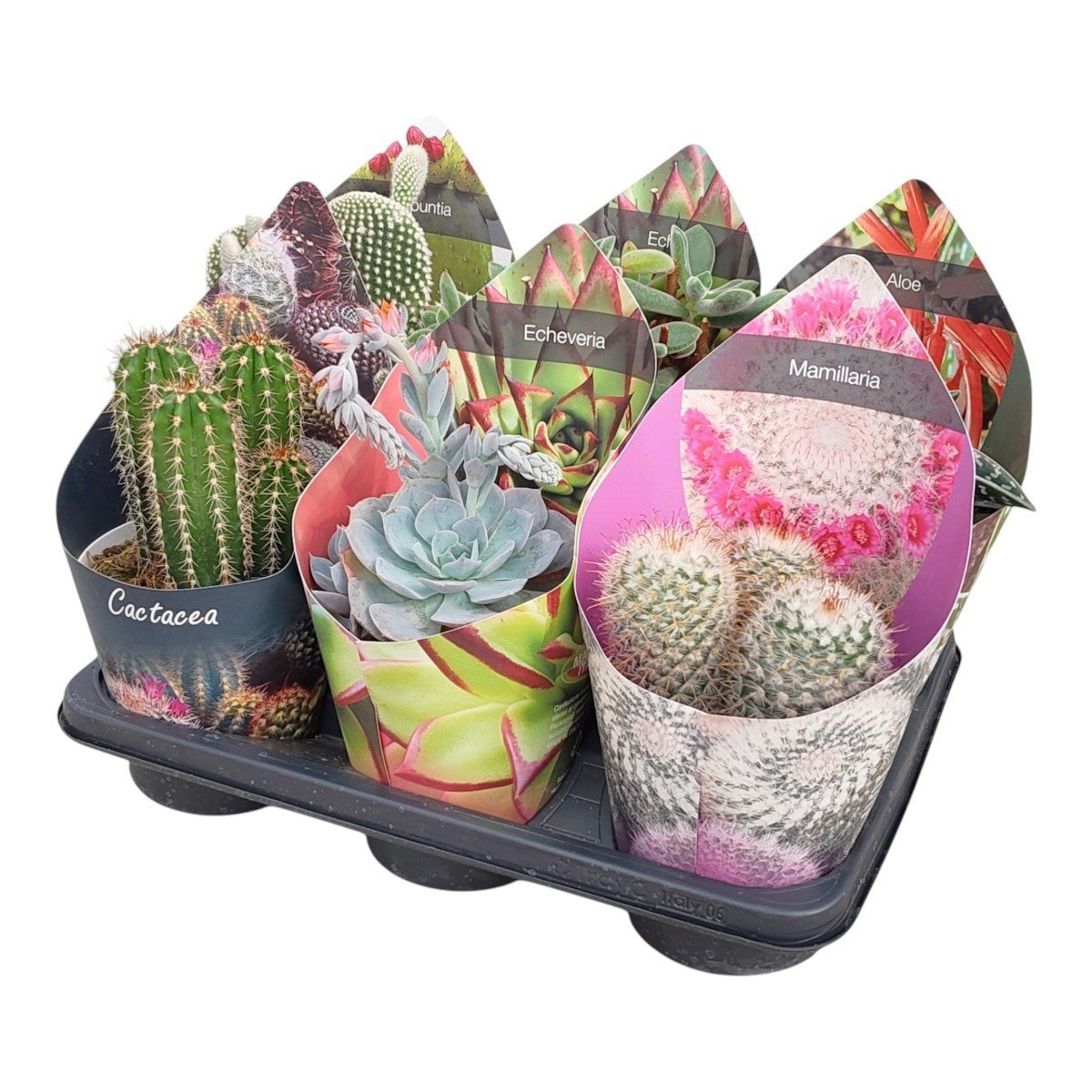 Wholesale cacti and succulents
