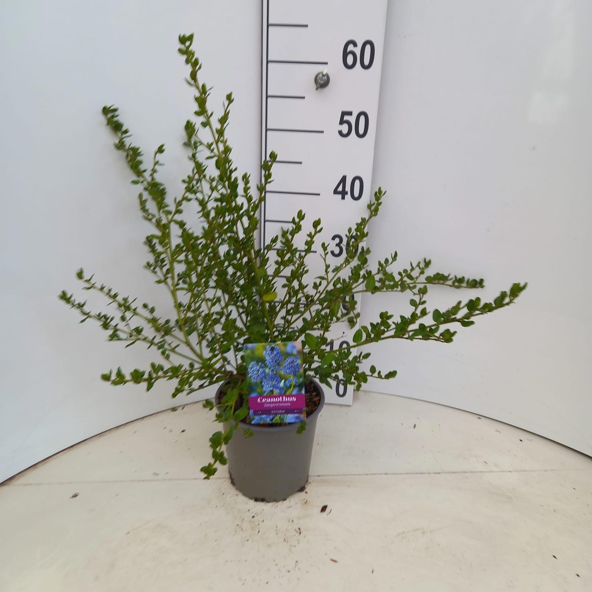 Ceanothus Victoria 50cm 17cm Pot