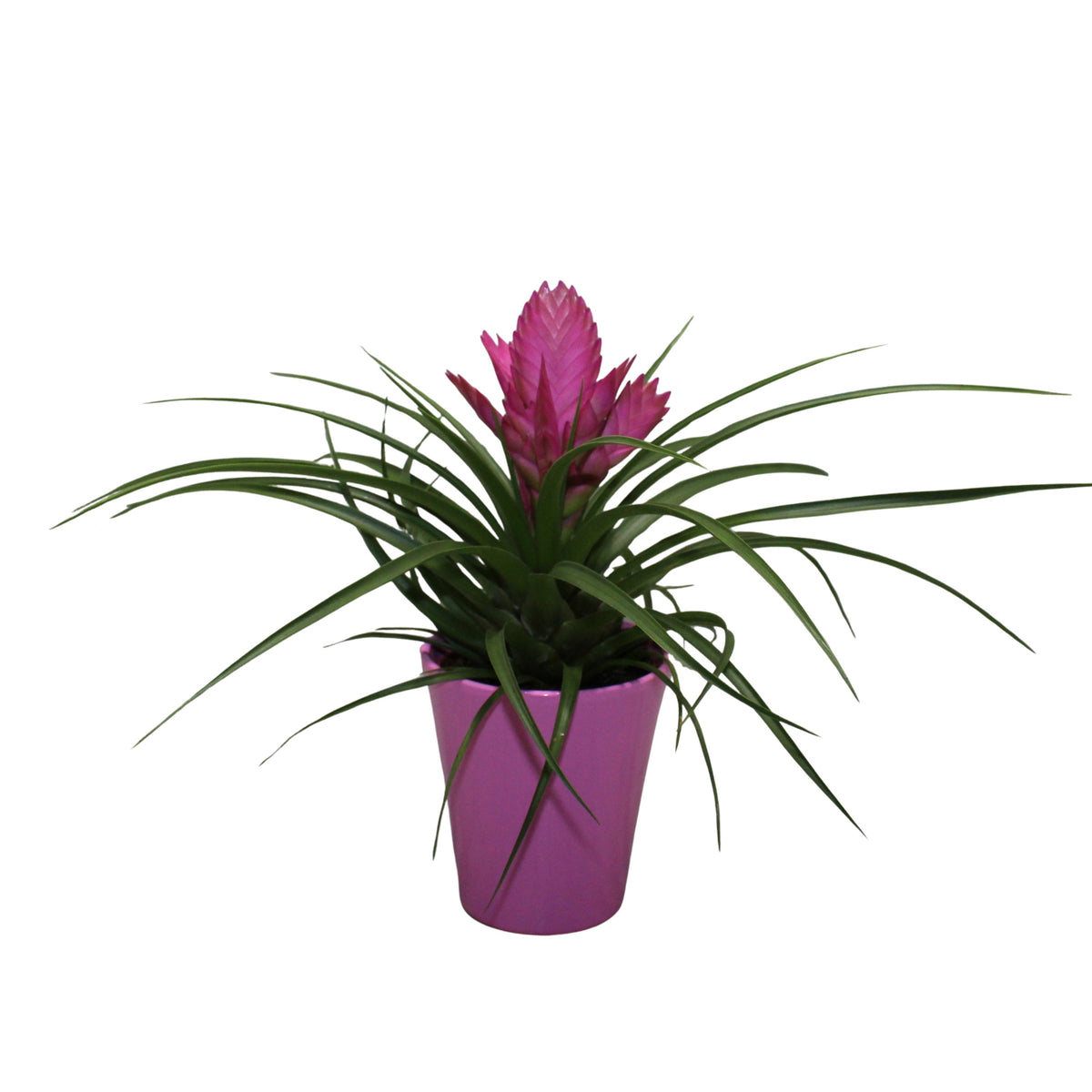 Tillandsia Josée 30cm 10.5cm Pot