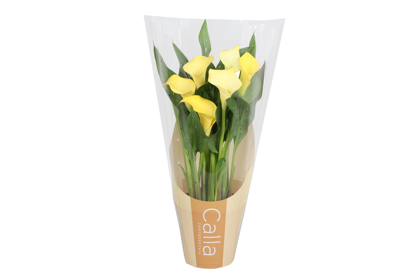 Zantedeschia Sunclub 40cm 12cm Pot