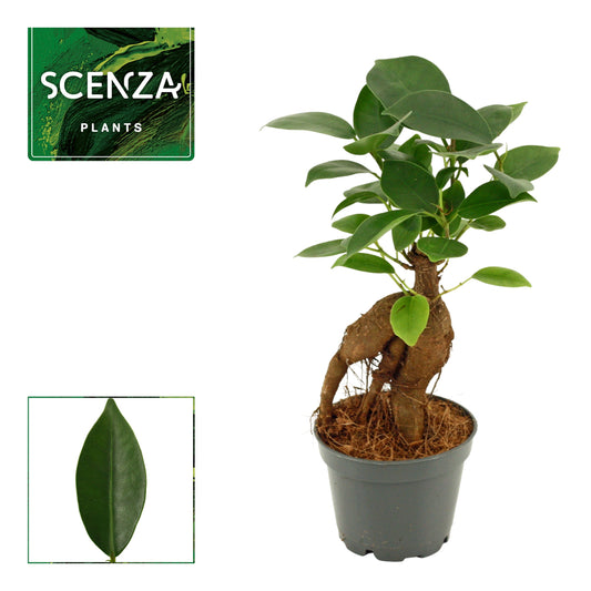 Ficus Ginseng 15cm 6cm Pot