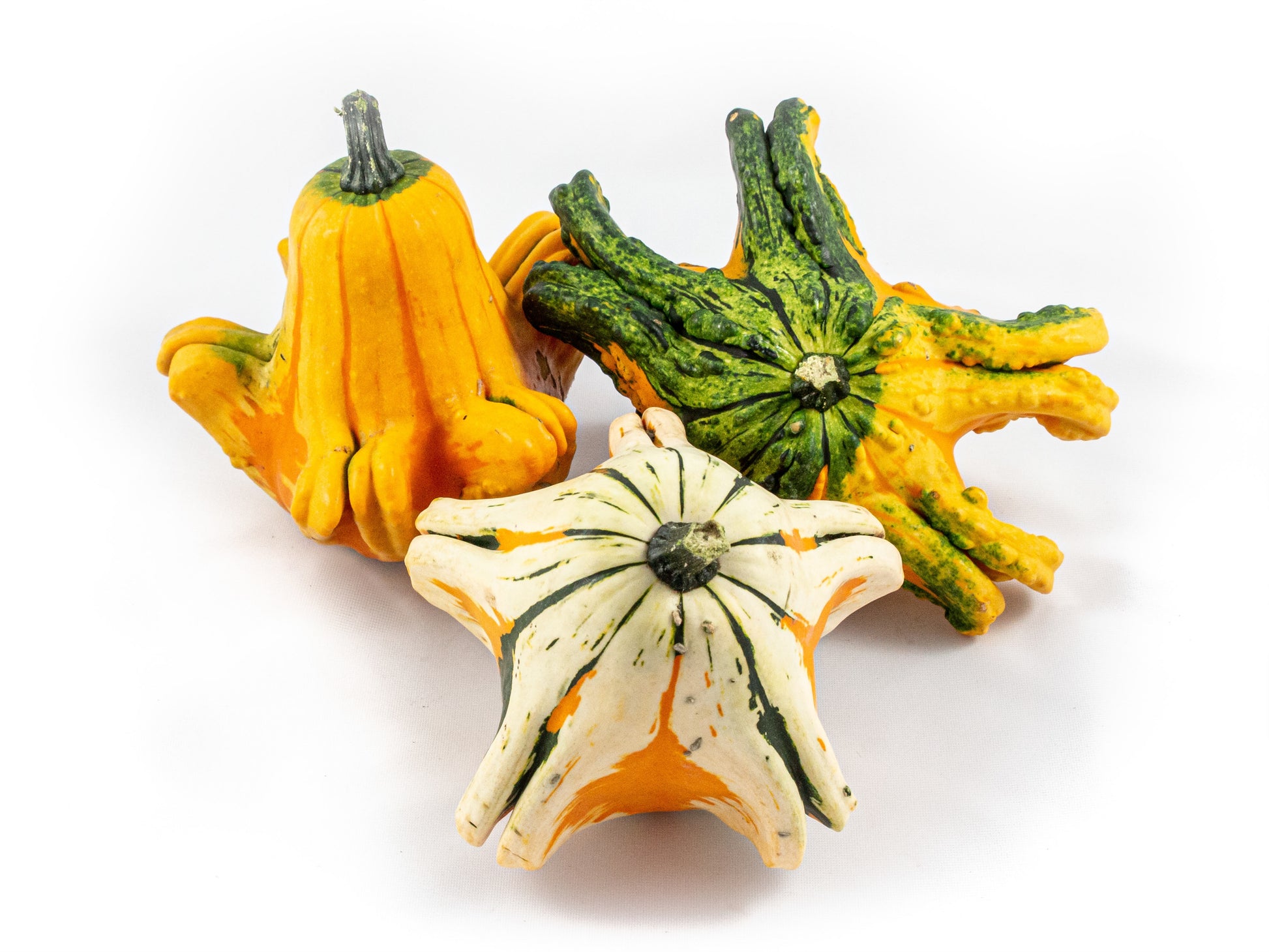 Cucurbita Gizmo 15cm 15cm Pot