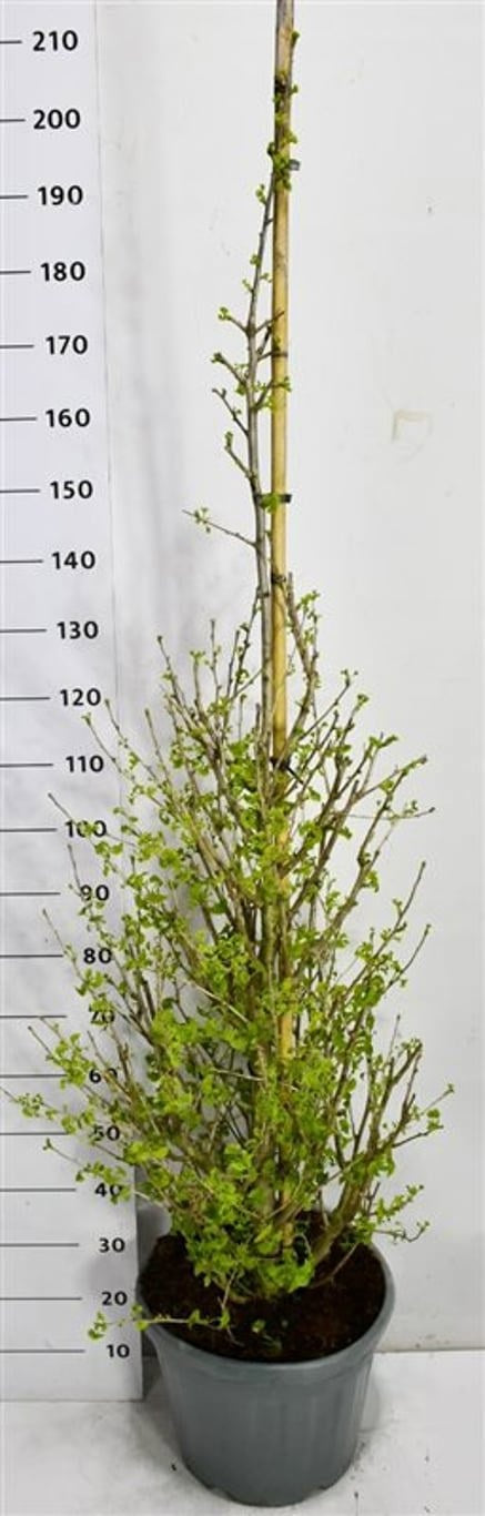 Ginkgo Little Emperor 210cm 38cm Pot