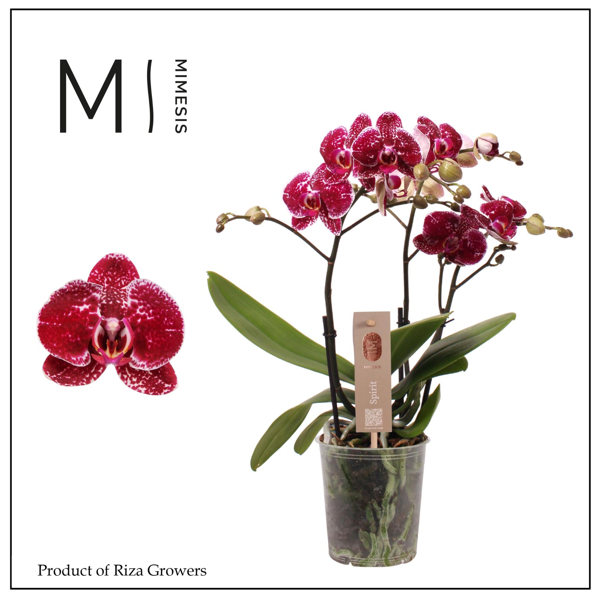 Phalaenopsis Spirit Red 45cm 12cm Pot