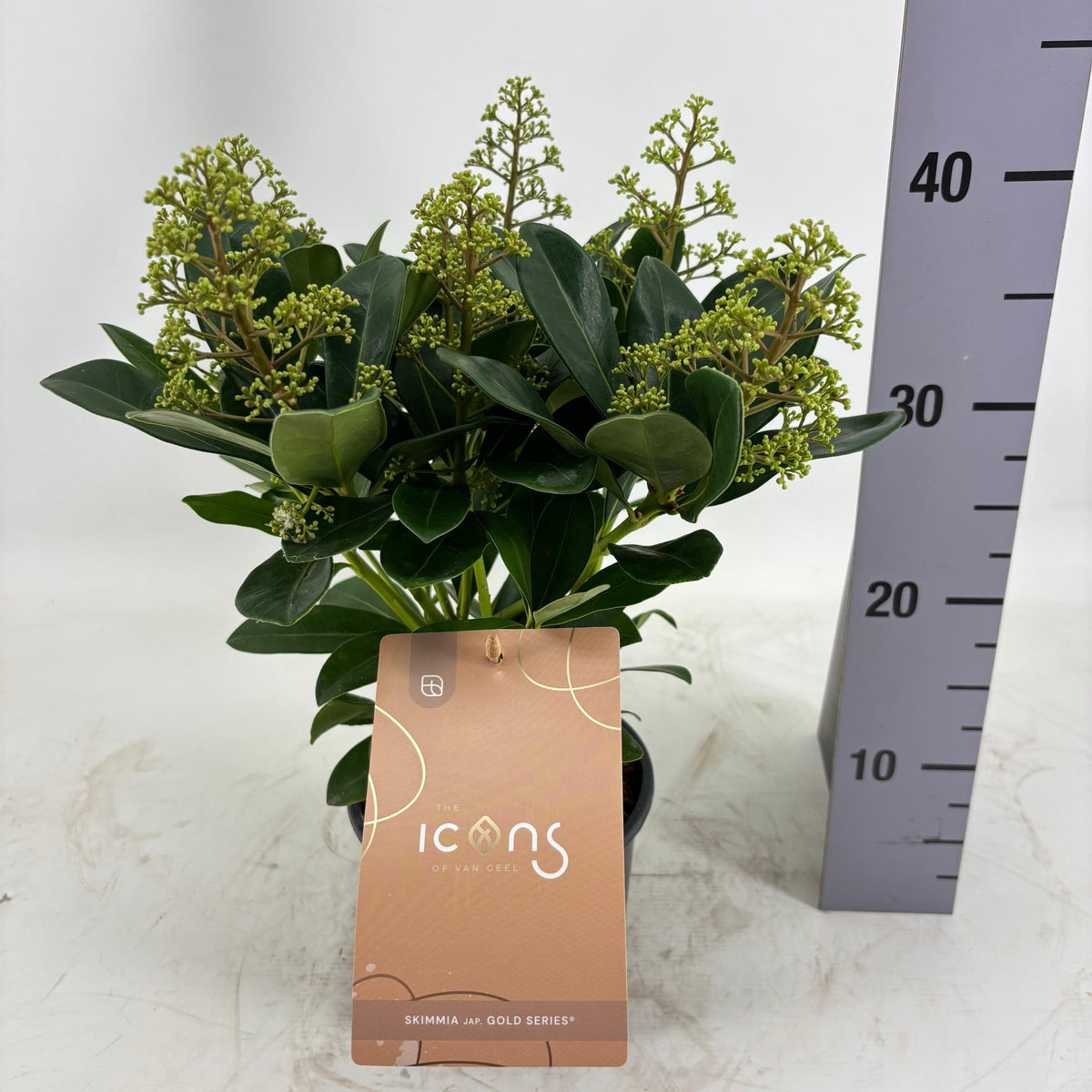 Skimmia japonica Illusion 35cm 15cm Pot