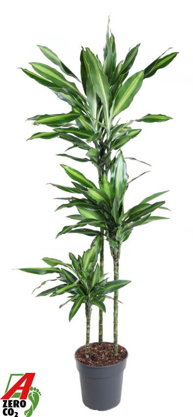 Dracaena fragrans 150cm 24cm Pot