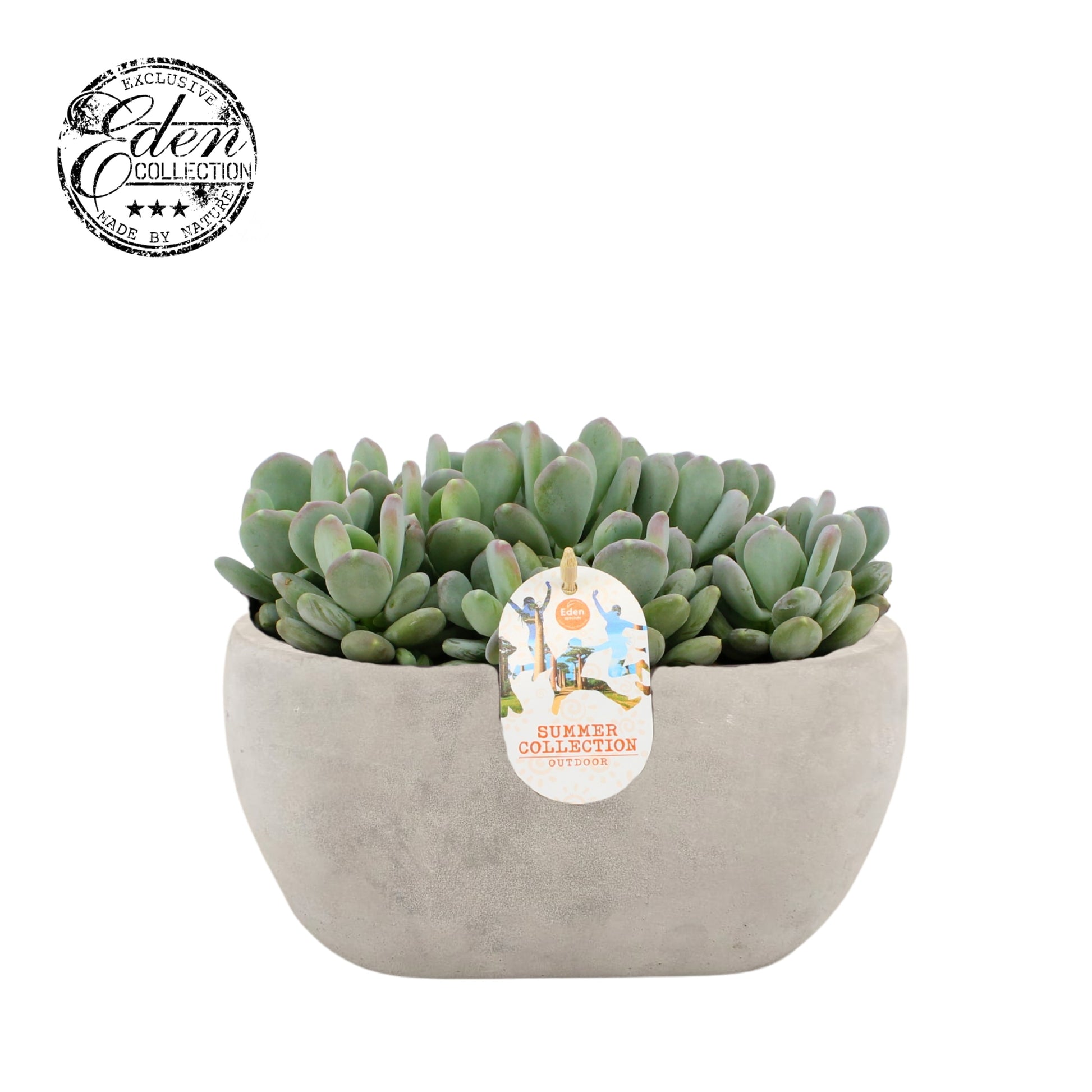 Echeveria Hybrid 20cm 25cm Pot