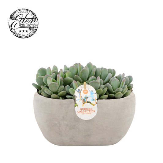 Echeveria Hybrid 20cm 25cm Pot