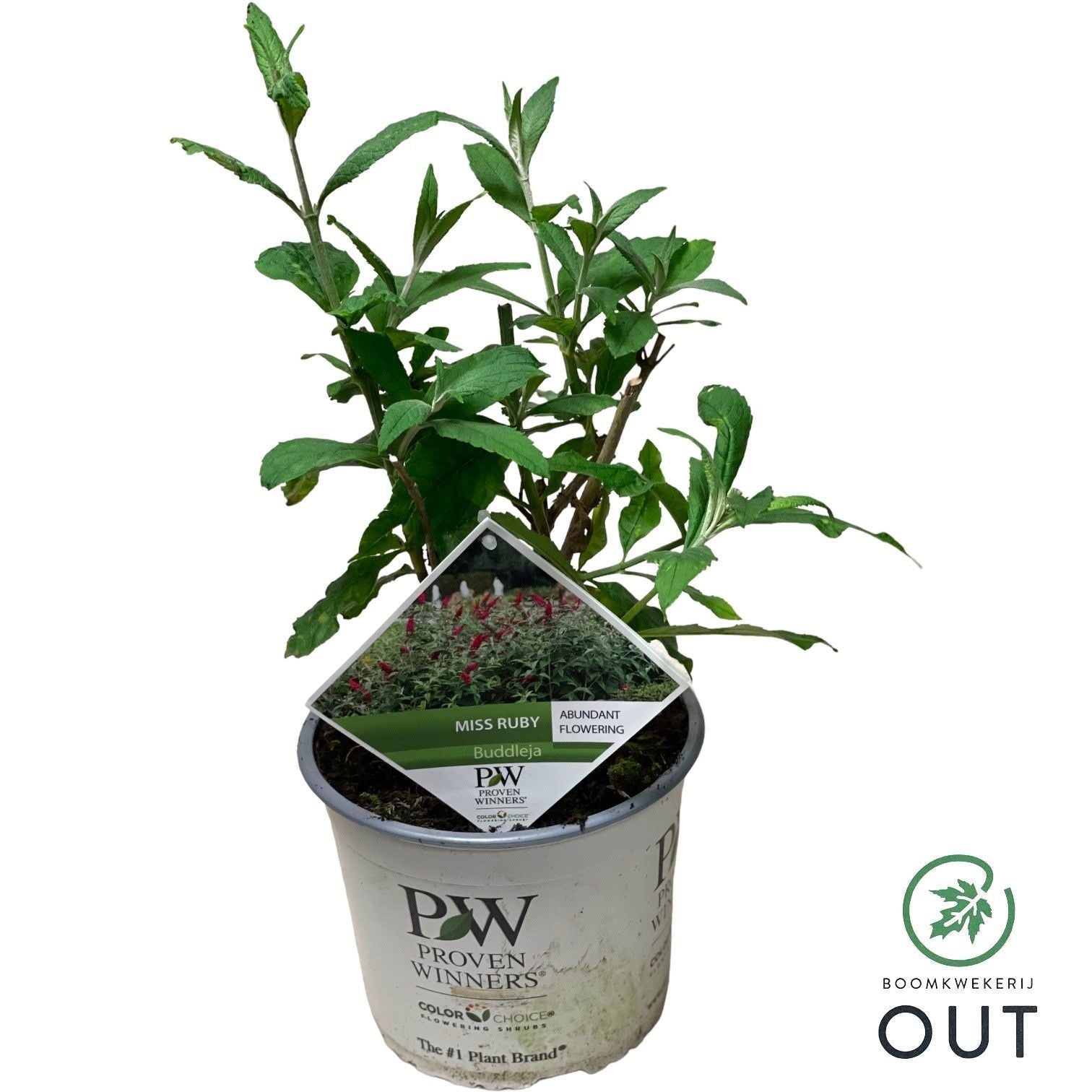 Buddleja davidii mix 70cm 19cm Pot