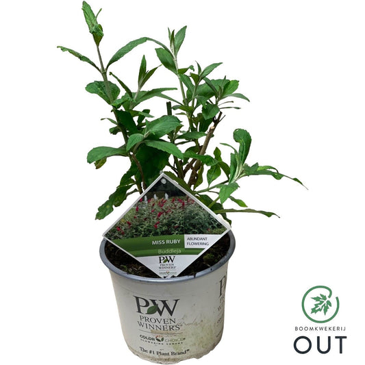 Buddleja davidii mix 70cm 19cm Pot