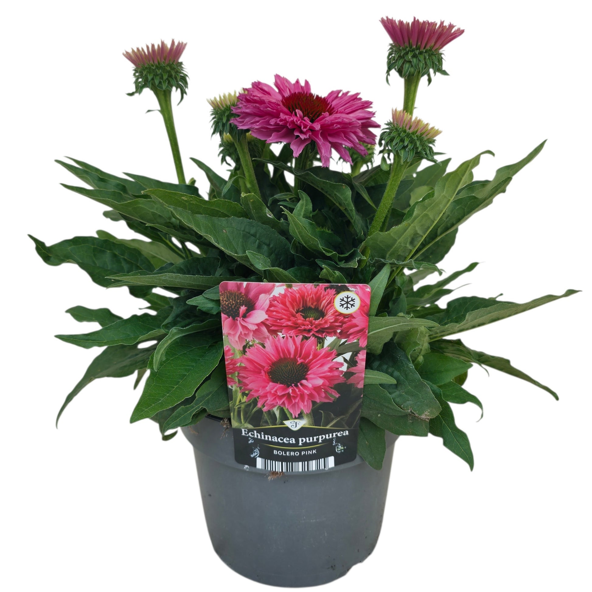Florizon Plants Echinacea Bolero Pink Pack of 6