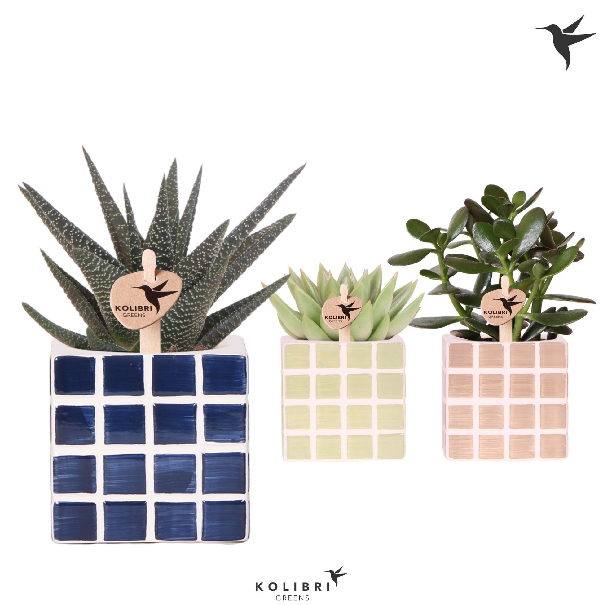 Succulent mix 18cm 9cm Pot