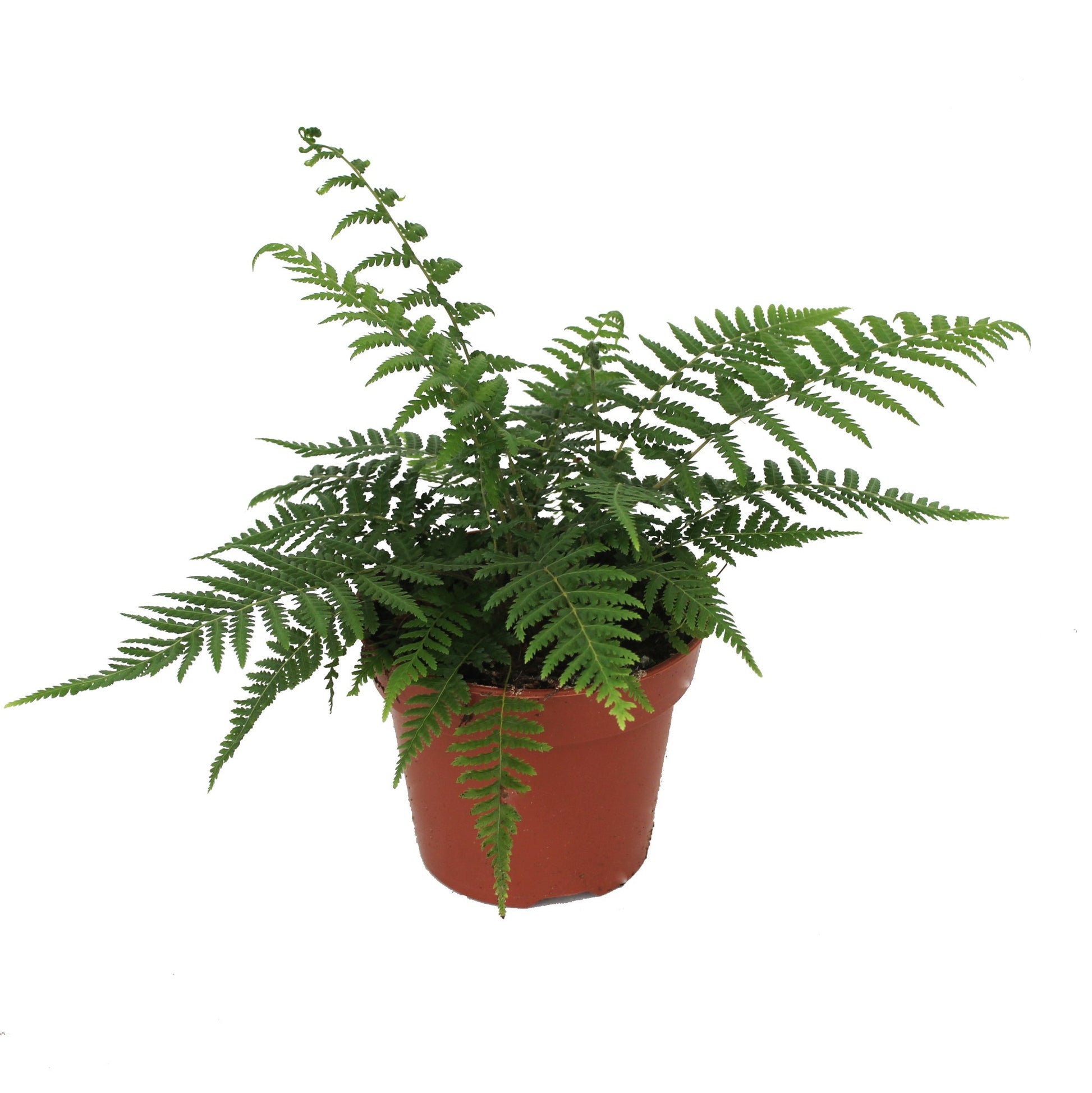 Dicksonia antarctica 35cm 17cm Pot