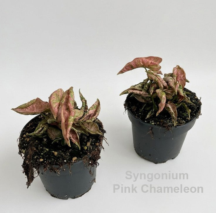 Syngonium Hybrid 20cm 12cm Pot