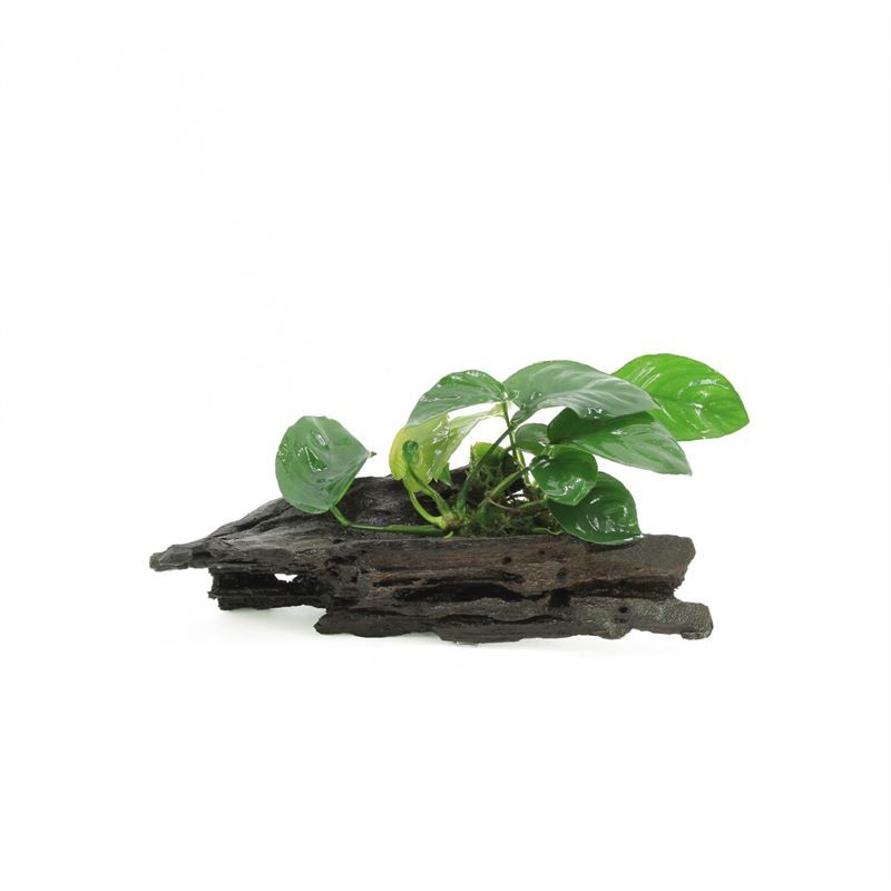 Aquarium plant mix 10cm 2cm Pot