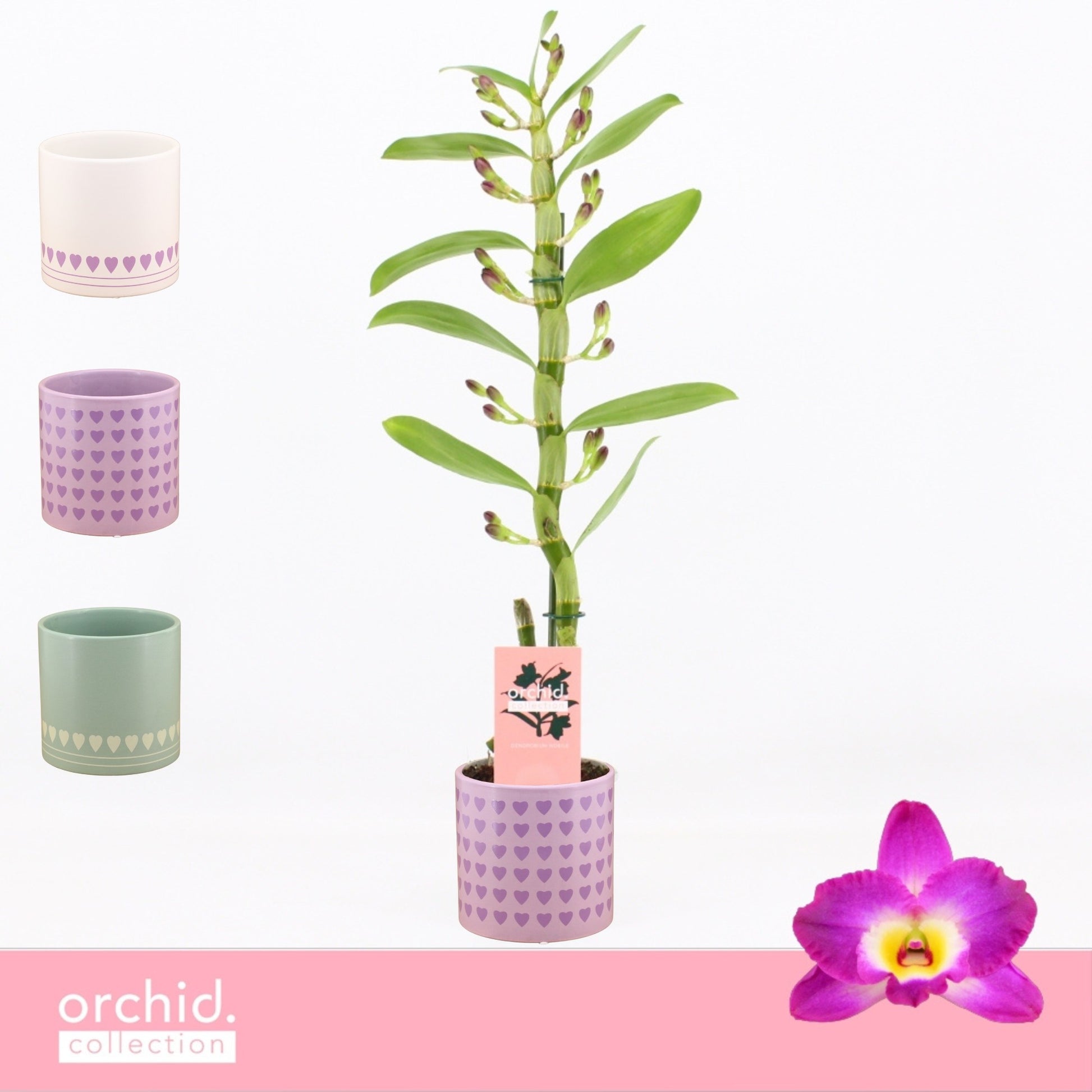 Bos Flowers & Orchids Dendrobium Akatsuki Pack of 6
