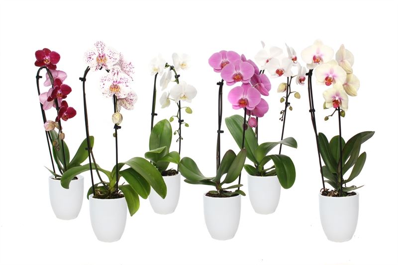 Phalaenopsis mix 55cm 12cm Pot
