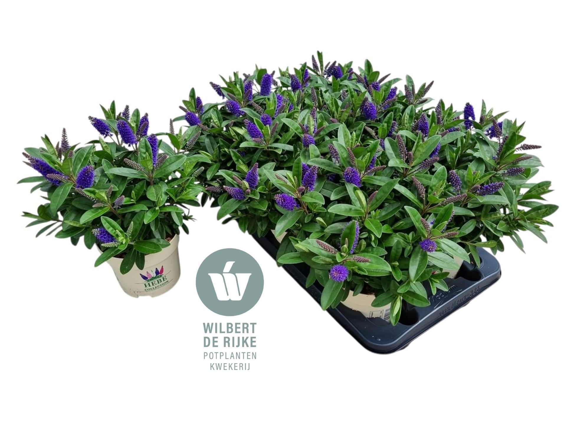 Rijke, Kw. Wilbert de Hebe Taupo Pack of 6