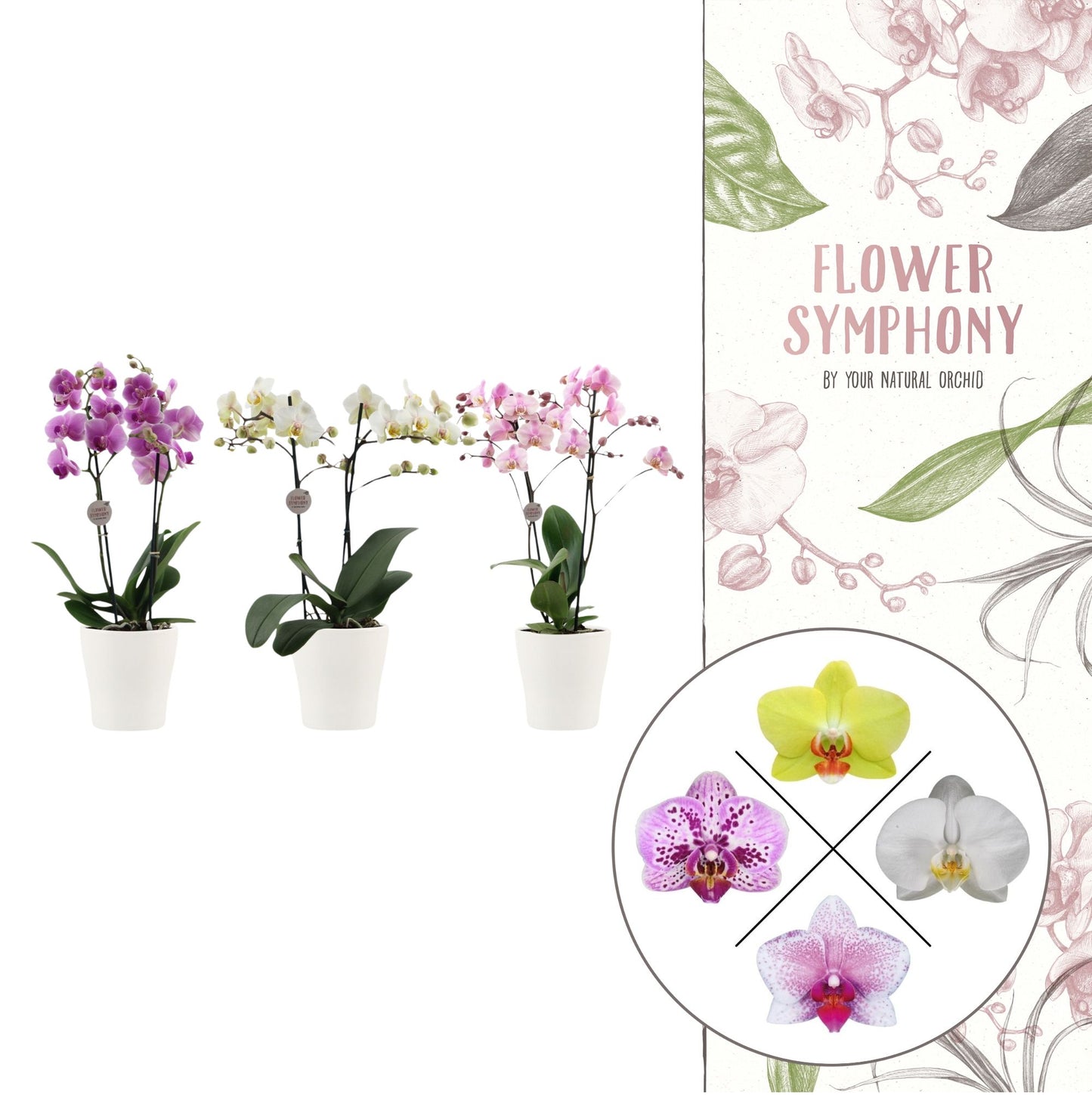 Phalaenopsis mix 40cm 12cm Pot