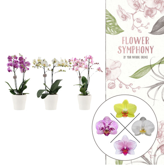 Phalaenopsis mix 40cm 12cm Pot