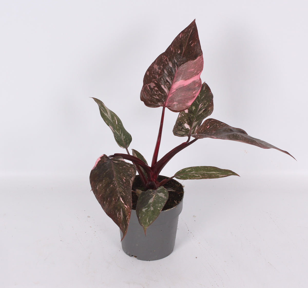 Philodendron scandens 35cm 14cm Pot