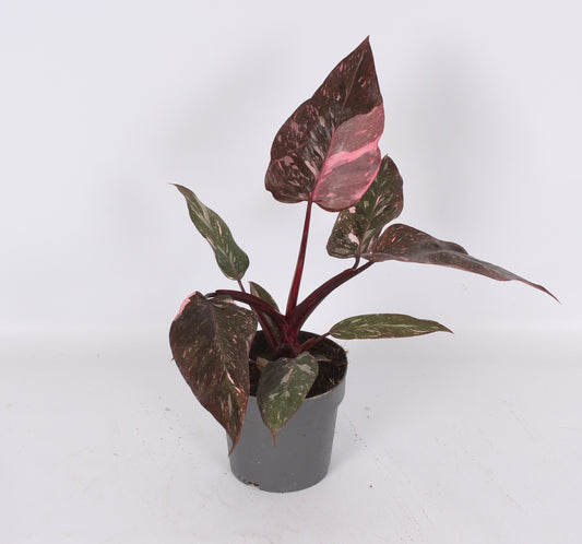 Philodendron scandens 35cm 14cm Pot