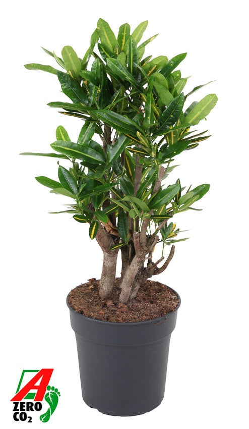 Codiaeum Sunny Star 80cm 24cm Pot