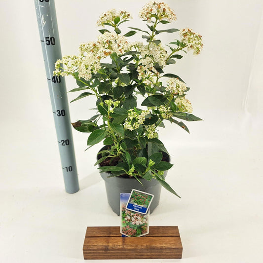Viburnum tinus 45cm 23cm Pot