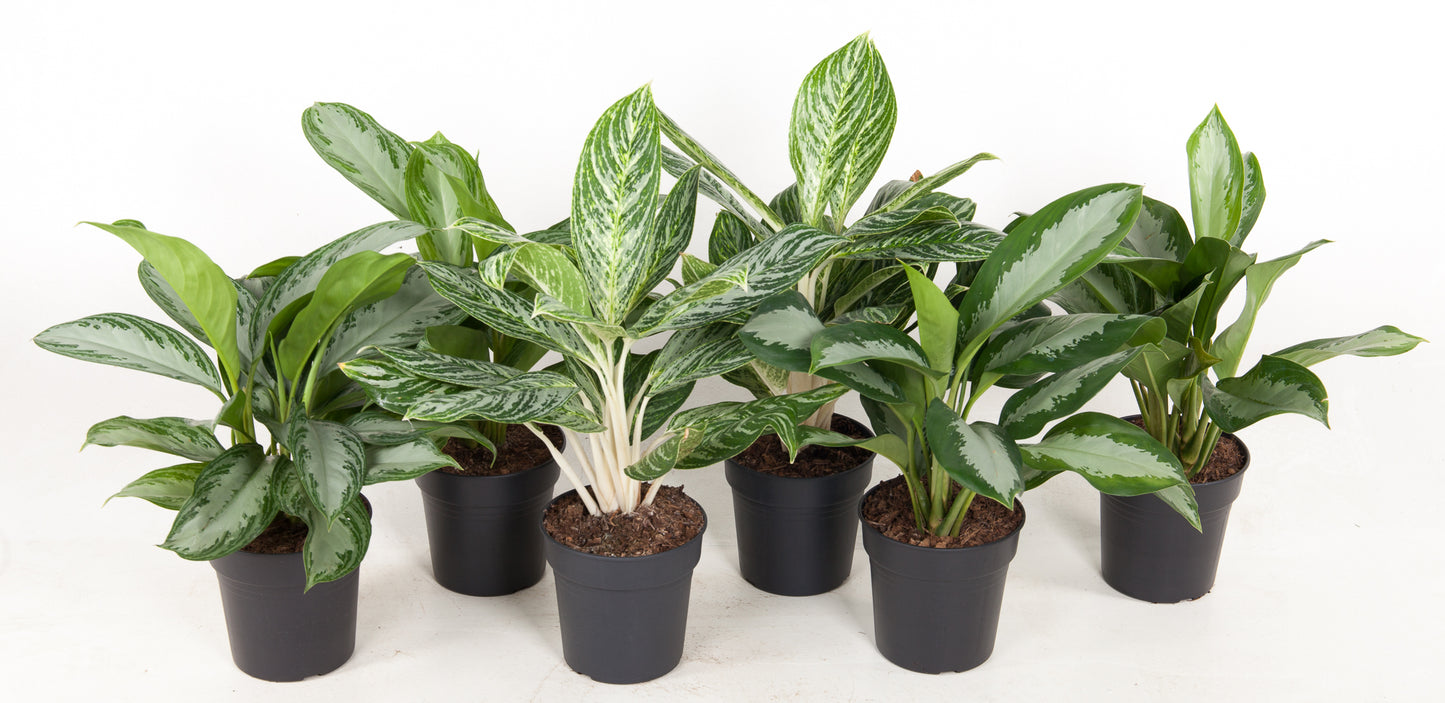 Aglaonema mix 60cm 19cm Pot