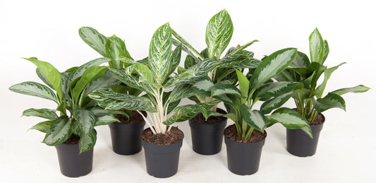 Aglaonema mix 60cm 19cm Pot