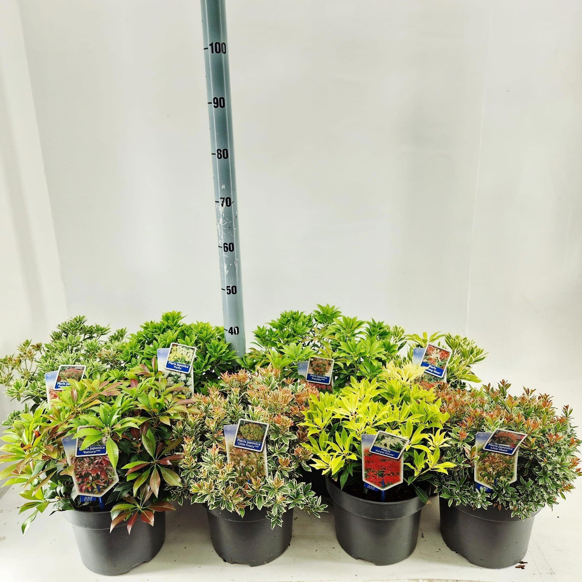 Pieris japonica mix 35cm 23cm Pot