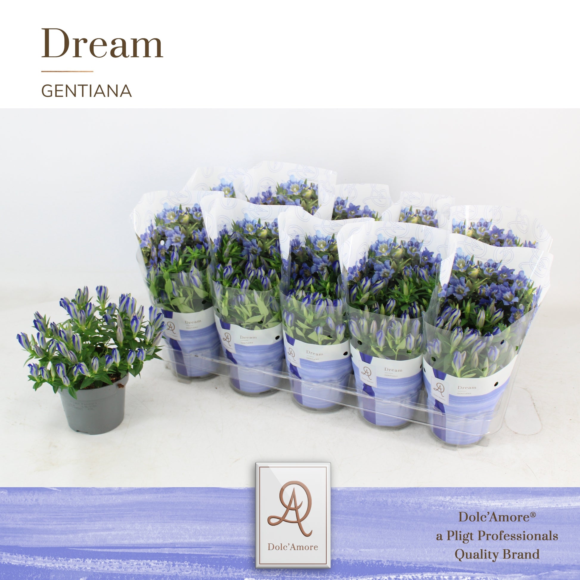 Pligt Professionals BV Gentiana sc. Luis Blue Pack of 10