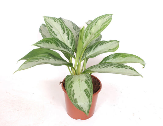 aglaonema-silver-bay-45cm-17cm-pot