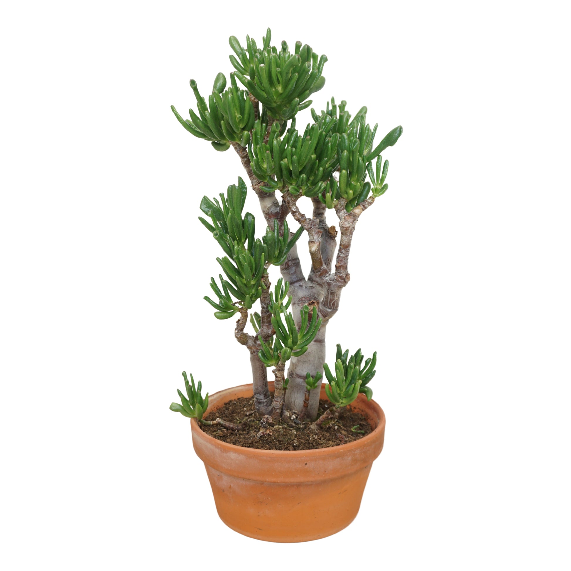 Crassula Gollum 30cm 20cm Pot