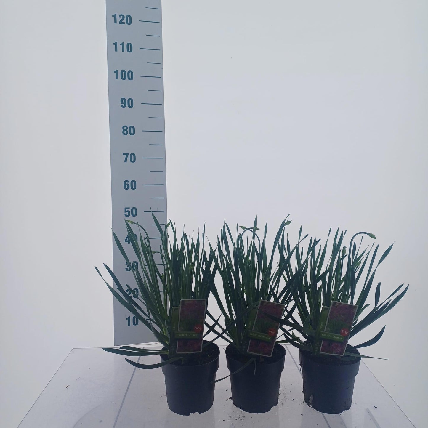 Allium Ivory Queen 45cm 17cm Pot