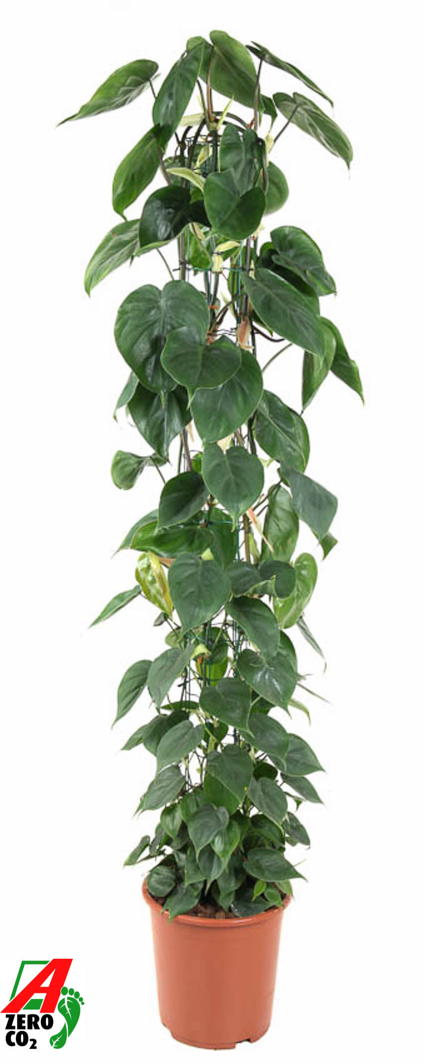 Ammerlaan Green Innovator Philodendron scandens Pack of 1
