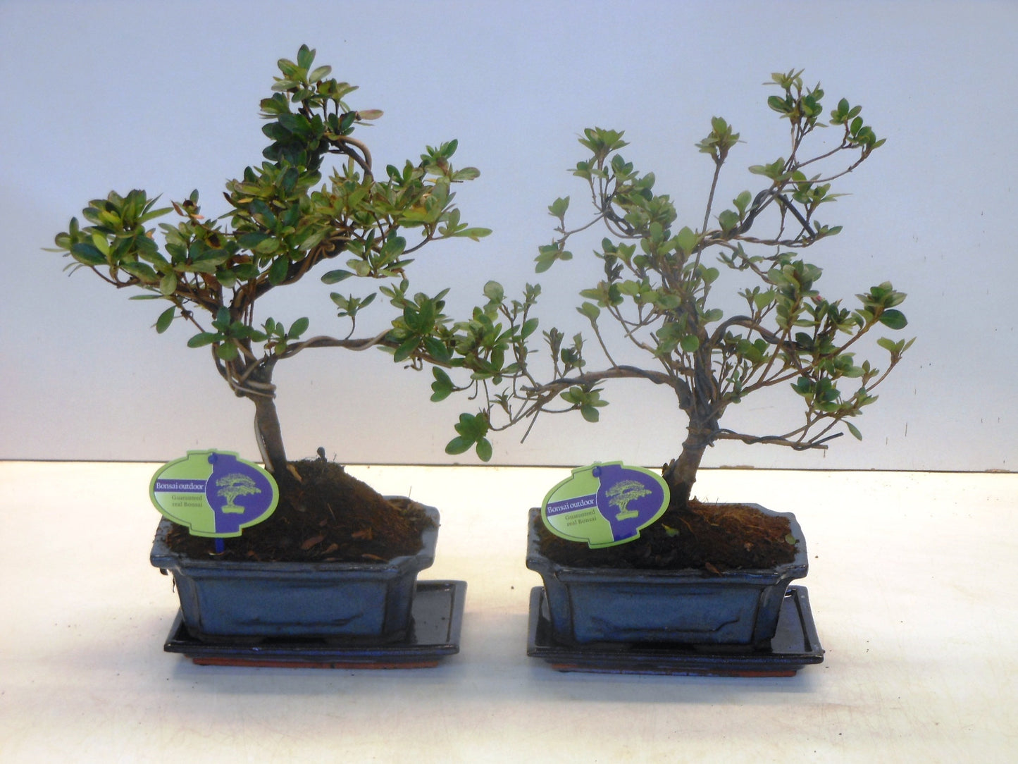 Rhododendron hippophaeoides 35cm 20cm Pot