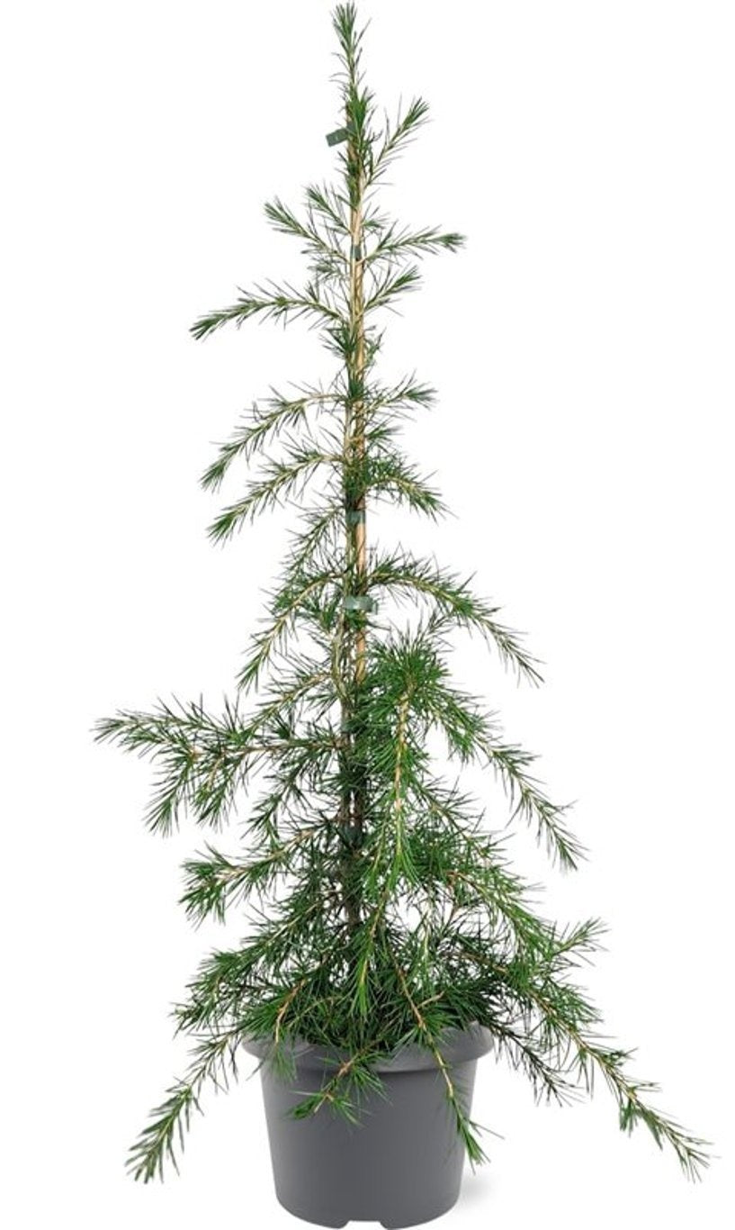 Cedrus overig 65cm 19cm Pot
